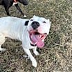 Thumbnail photo of Bianca #3