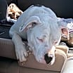 Thumbnail photo of Bianca #4