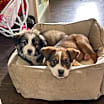 Thumbnail photo of Rocky #2