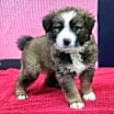 Thumbnail photo of Rocky #3