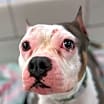Thumbnail photo of Bella #2