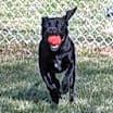 Thumbnail photo of Mazie FKA Ducky #4