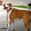 Thumbnail photo of Molly JuM #4