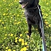 Thumbnail photo of Cosmo- Reduced Fee! #3