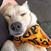 Thumbnail photo of Tigger #2