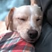 Thumbnail photo of Tigger #4