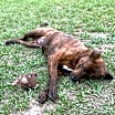Thumbnail photo of Precious #2