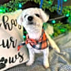 Thumbnail photo of Scout #2