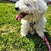 Thumbnail photo of Scout #3
