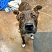 Thumbnail photo of Bruno #1