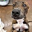 Thumbnail photo of Bruno #2