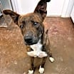 Thumbnail photo of Bruno #3