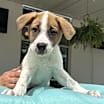 Thumbnail photo of Kahlua #2