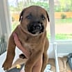 Thumbnail photo of Whiskey #2