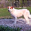 Thumbnail photo of Bluebonnet #1