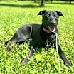 Thumbnail photo of Birdie #3