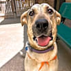 Thumbnail photo of Pepper #1