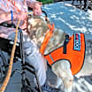 Thumbnail photo of Pepper #4