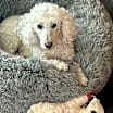 Thumbnail photo of Remy #2