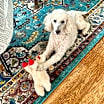 Thumbnail photo of Remy #3