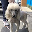 Thumbnail photo of Remy #4