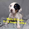 Thumbnail photo of WALTZ #4