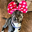 Thumbnail photo of Lola #1