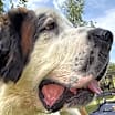 Thumbnail photo of Morris #1