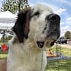 Thumbnail photo of Morris #2