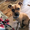 Thumbnail photo of Bruno #1
