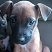 Thumbnail photo of Apollo #4