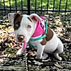 Thumbnail photo of Maisie #2