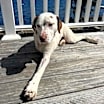 Thumbnail photo of Lucky the tripod #3