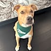 Thumbnail photo of Milo #1