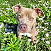 Thumbnail photo of Diamond #1