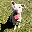Thumbnail photo of Nova #3