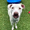 Thumbnail photo of Nova #4