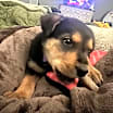 Thumbnail photo of Mei Mei #1