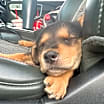 Thumbnail photo of Mei Mei #2