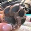 Thumbnail photo of Mei Mei #4