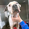 Thumbnail photo of Abner  #3