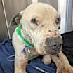 Thumbnail photo of Abner  #4