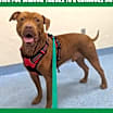 Thumbnail photo of Rufus #1