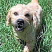 Thumbnail photo of Peter Piper #2