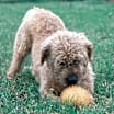 Thumbnail photo of Peter Piper #4
