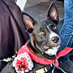 Thumbnail photo of Tigger #1
