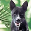 Thumbnail photo of Tigger #2