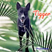 Thumbnail photo of Tigger #3