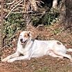 Thumbnail photo of Biscuit #4