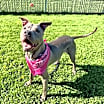 Thumbnail photo of Nevaeh #1